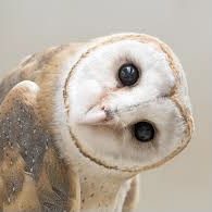 Whiteneyi